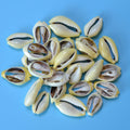 (set of 400) .5-1" Moneta cut (1kg)